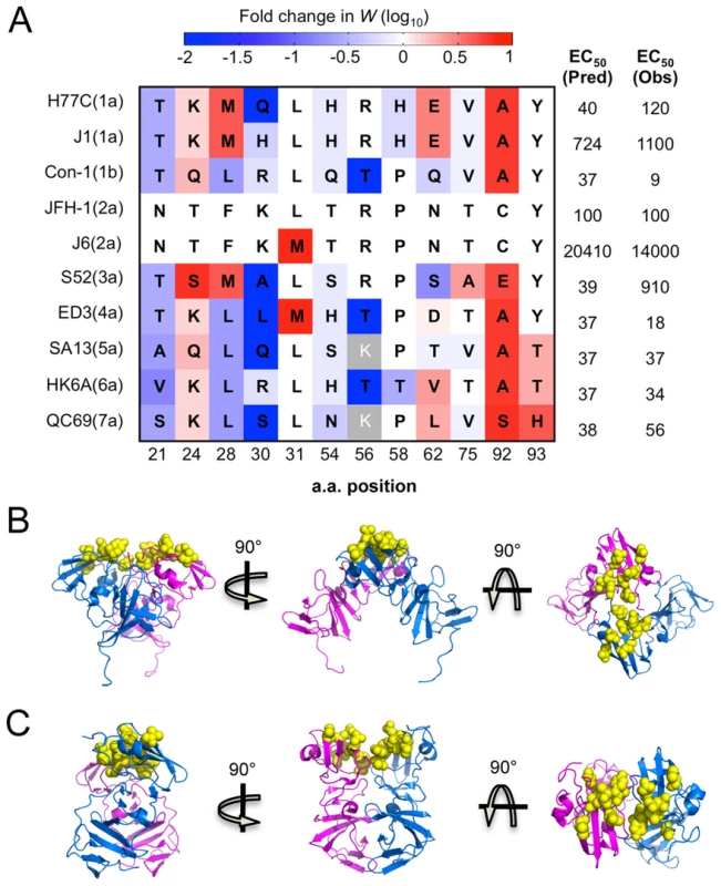 Critical residues mediating drug-protein interactions.