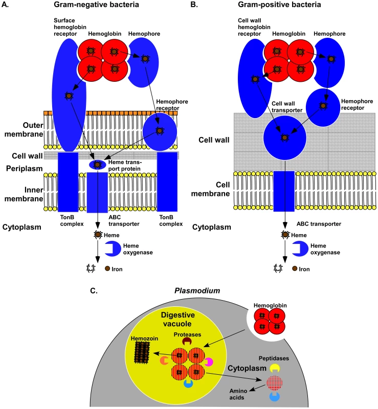 Mechanisms of hemoglobin utilization by pathogens.