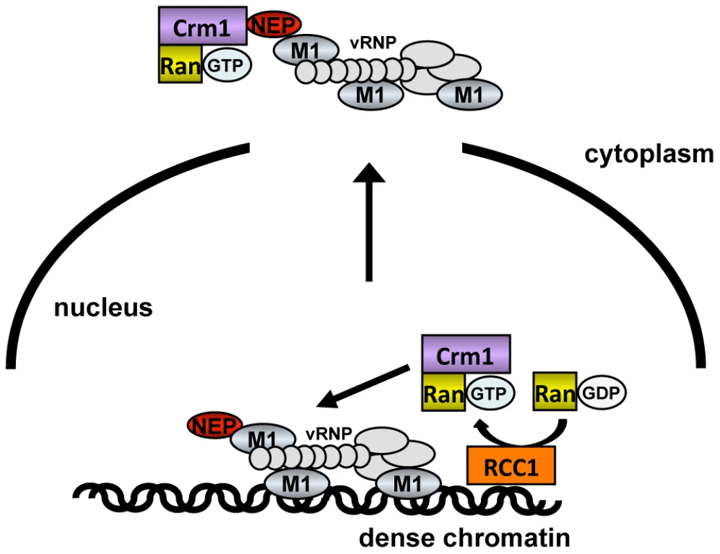 Model of vRNP export.