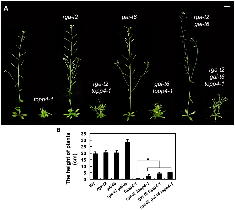 Loss-of-function mutants <i>rga-t2</i> and <i>gai-t6</i> can partially suppress the dwarfed phenotype of <i>topp4-1</i>.
