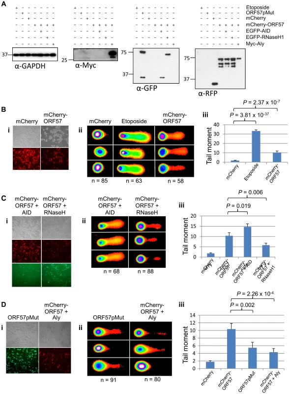 ORF57-induced double strand breaks are the result of R-loop formation and sequestration of hTREX.