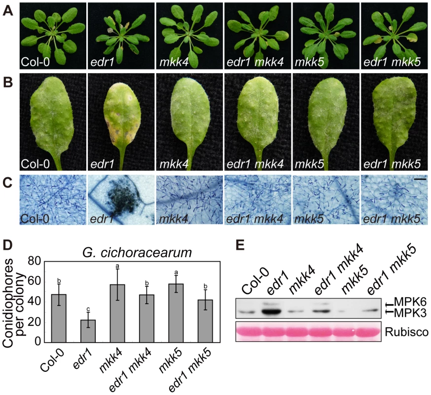 <i>mkk4</i> and <i>mkk5</i> suppress <i>edr1</i>-mediated resistance to powdery mildew and cell death.