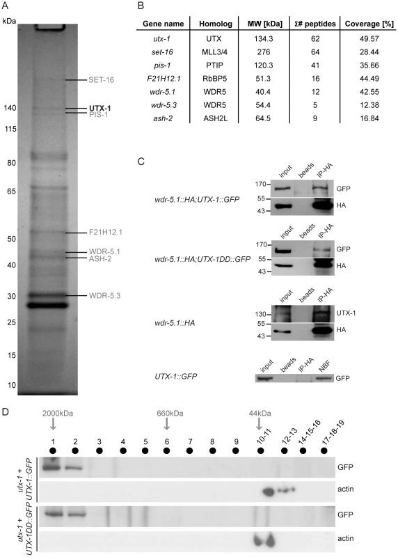 UTX-1 is part of a MLL-like complex.