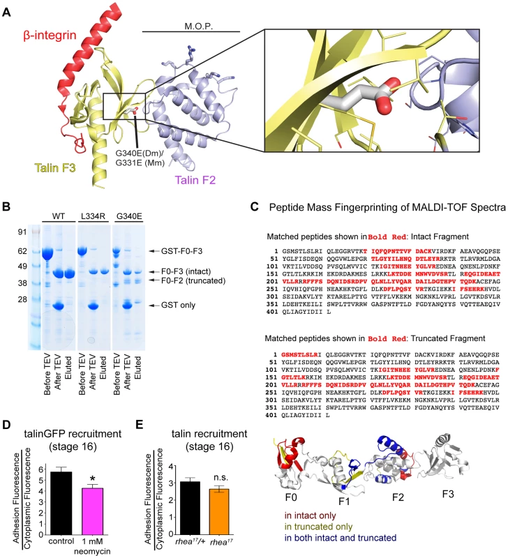 G340 maintains an intermolecular interaction between F2 and F3 that couples their activity.