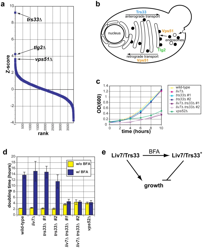 The genetic interaction profile of the <i>C. neoformans</i> gene <i>LIV7</i> accurately predicts that Liv7 acts within the ER/Golgi in <i>C. neoformans</i>.