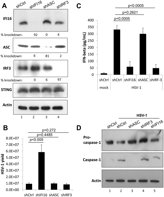 Effect of IFI16, ASC, and IRF3 knockdown on HSV-1 replication.