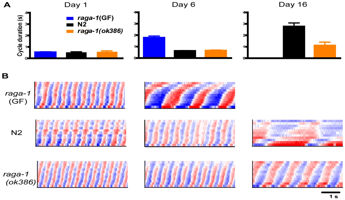 Comparison of swimming in aging <i>raga-1(ok386)</i>, transgenic <i>raga-1</i>(GF), and wild-type animals.