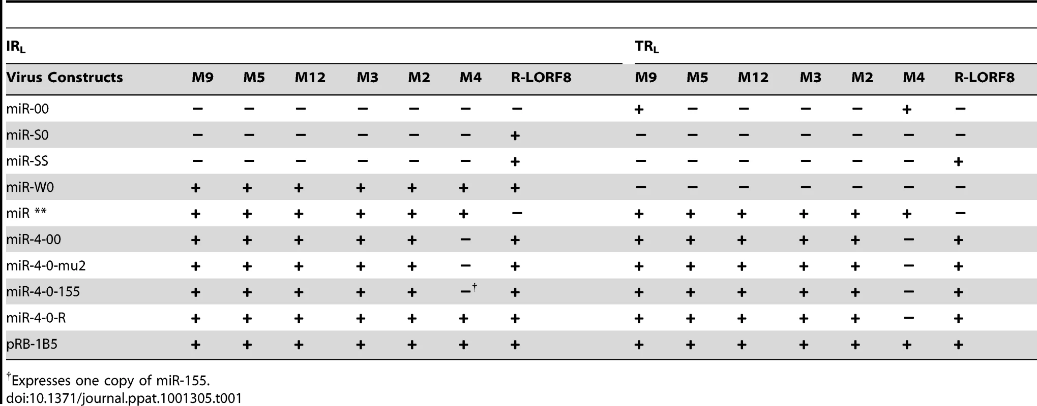 Profile of the expression of miRNAs and R-LORF8 in different constructs.