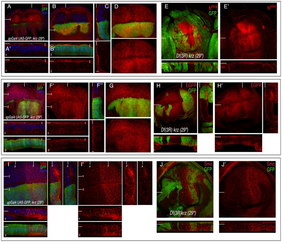 Expression of Notch, EGFR, and Smo in <i>krz</i> loss-of-function conditions.