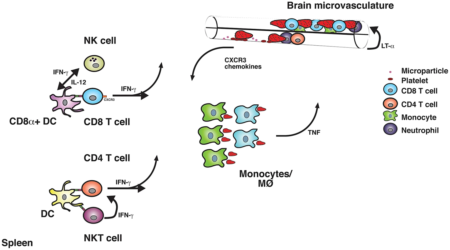 Inflammatory responses involved in the induction of ECM.