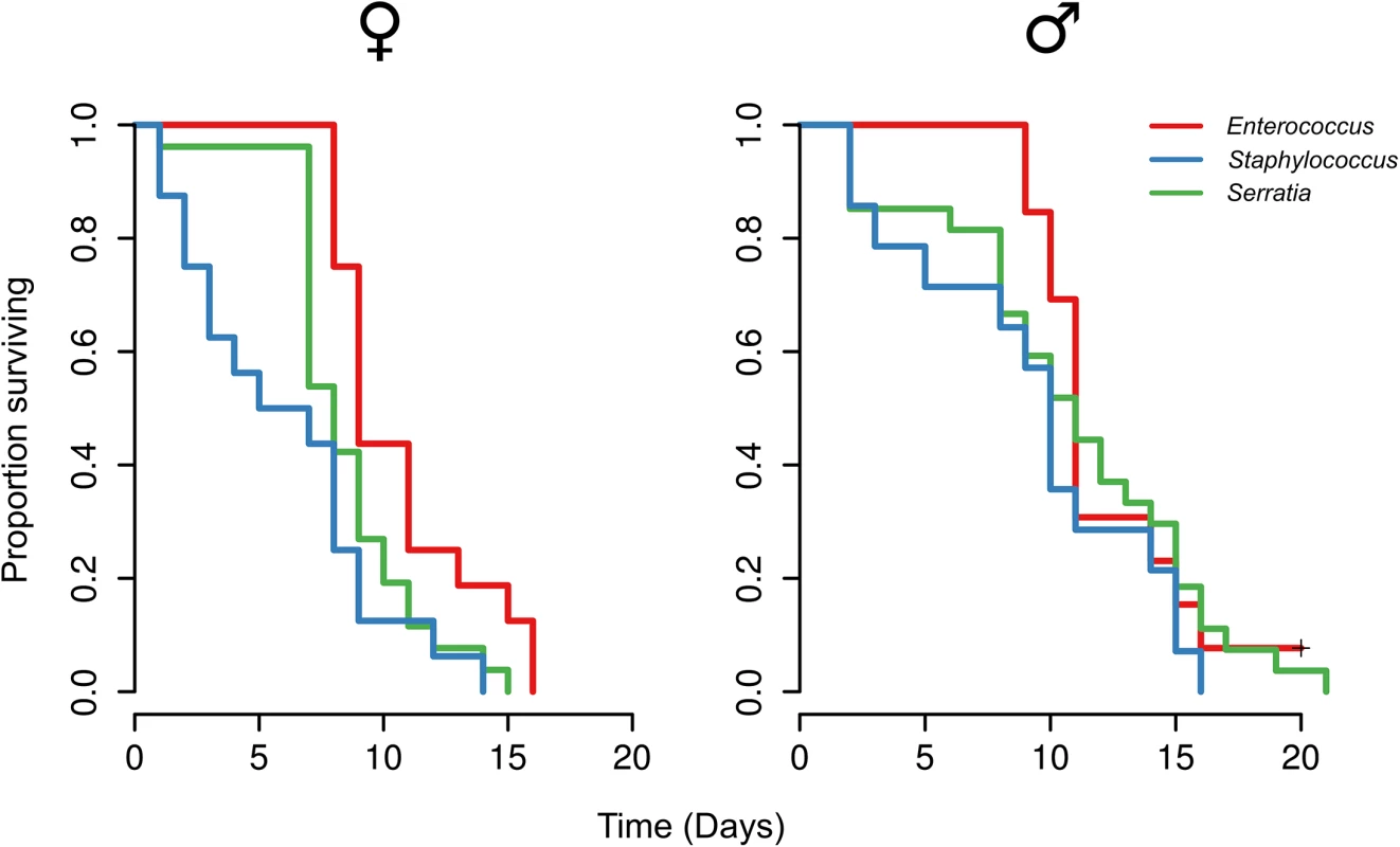 Survival of adults with experimentally defined gut microbiota.