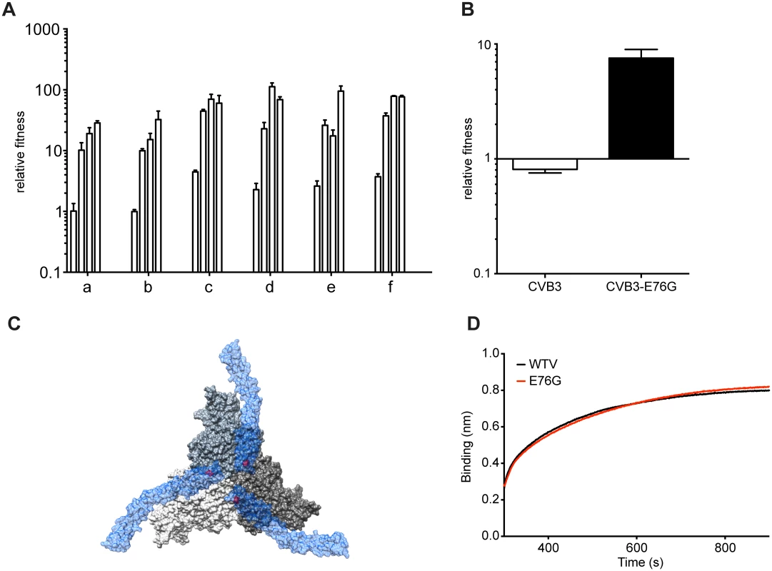 Mutation E76G confers fitness advantage in A549 cells.