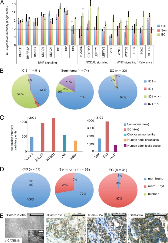 BMP, NODAL and WNT signaling in GCC tissues and cell lines.