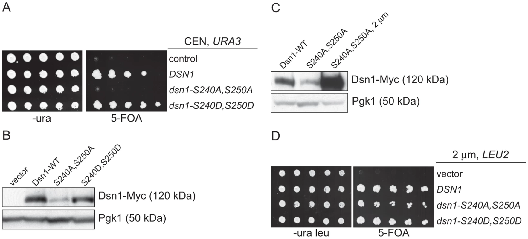 Dsn1-S240A,S250A levels correlate with viability.