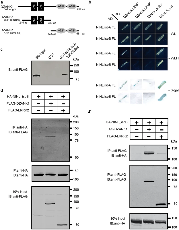 Protein-protein interaction studies.