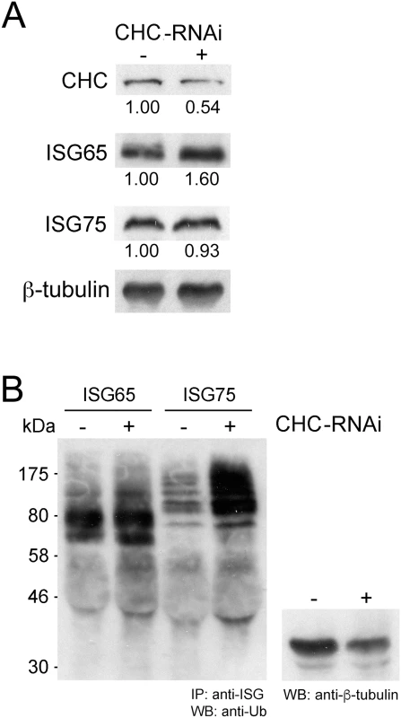 Clathrin knockdown increases ubiquitylation of ISG75.