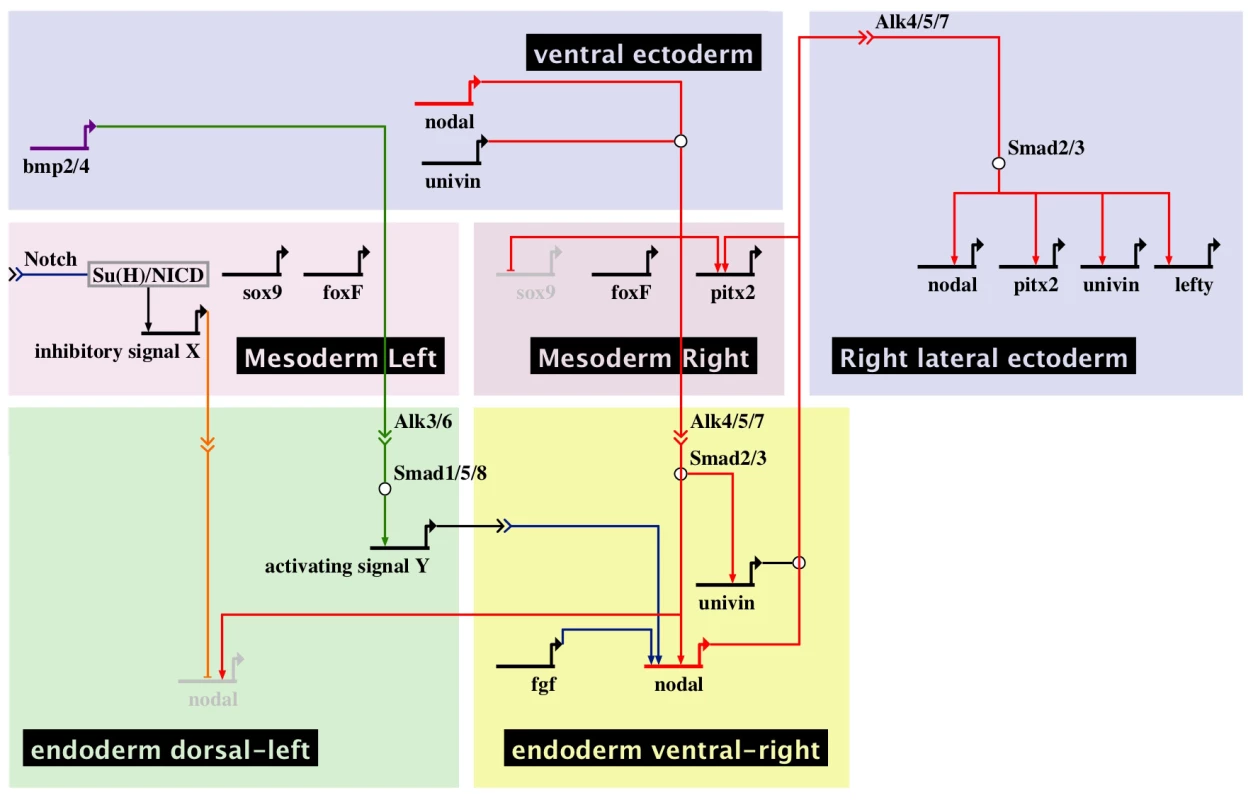 Multiple signals cooperate to establish a left-right endodermal organizer in the sea urchin embryo.
