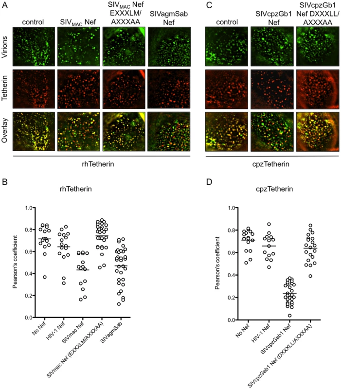AP-2 binding sites in Nef are required to remove Tetherin from sites of particle assembly.