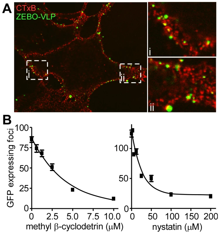 Cholesterol-enriched lipid raft microdomains are important for ZEBOV entry.
