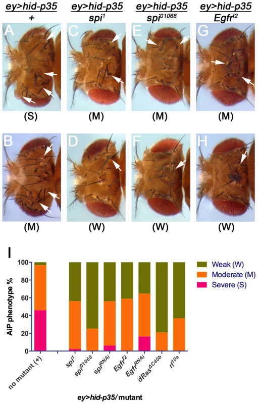 Suppression of <i>ey>hid-p35</i> by <i>spi</i> and <i>Egfr</i> inactivation.