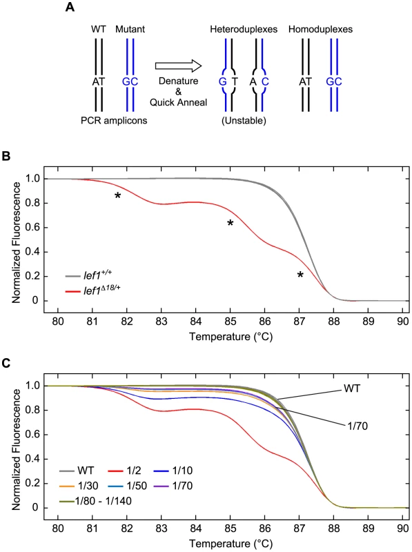 HRMA detects the presence of mutant alleles in mixed populations of wildtype and mutant genomes.