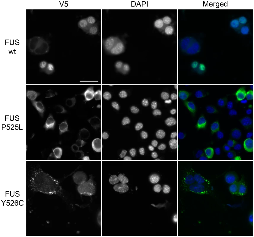 Functional characterization of newly identified p.Y526C FUS variant.