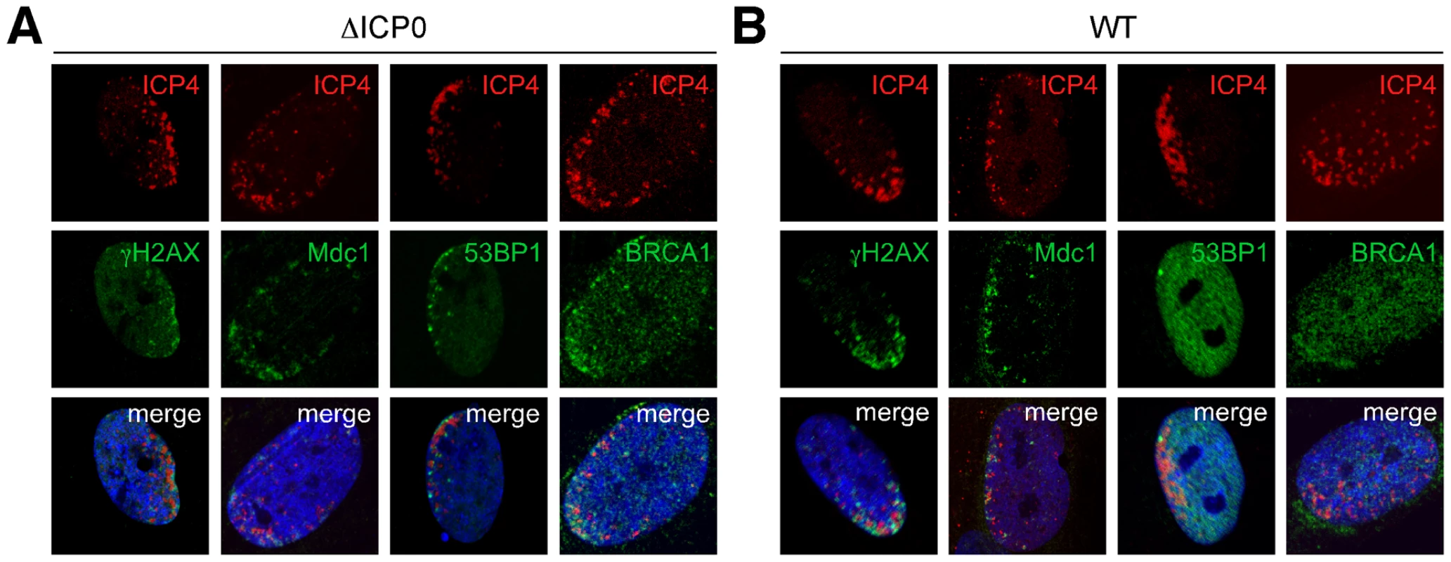 DNA repair proteins accumulate at sites associated with incoming HSV-1 genomes.