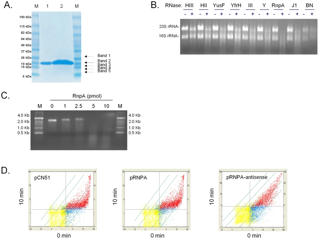 <i>S. aureus</i> RnpA catalyzes rRNA and mRNA digestion.