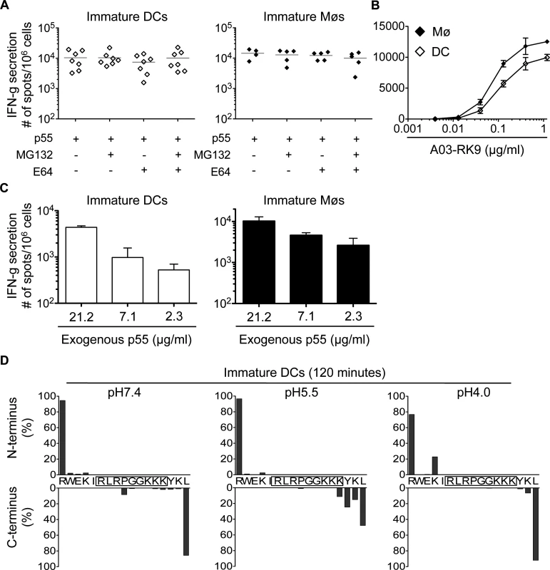 Limited degradation of RK9-containing fragments results in cross-presentation of high amounts of HLA-A03 RK9 epitope.