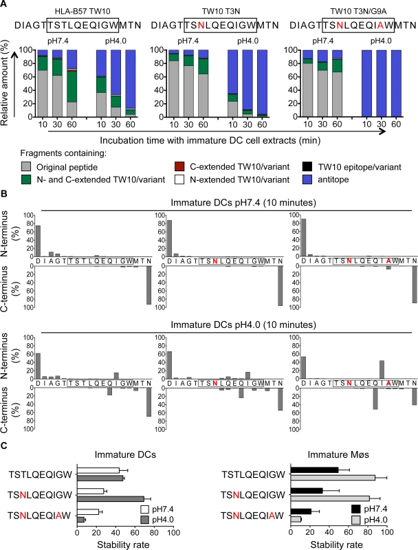 Escape mutations in immunodominant epitopes reduce epitope production and stability in the cross-presentation-competent cell compartments.
