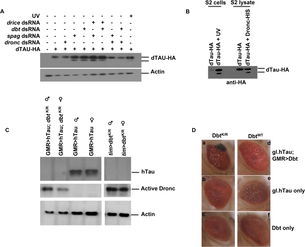 Spag or Dbt reduction leads to Dronc-dependent Tau cleavage and neurodegeneration in eyes overexpressing hTau.