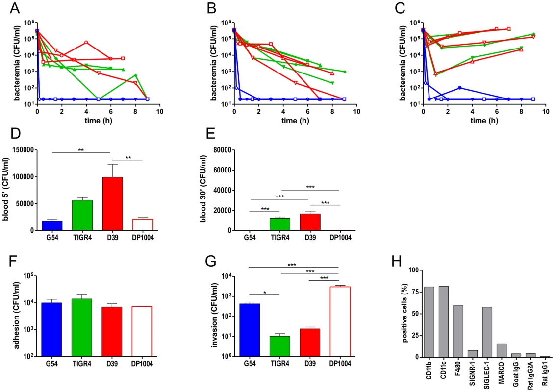 Pneumococcal sepsis and phagocytosis by splenic macrophages.