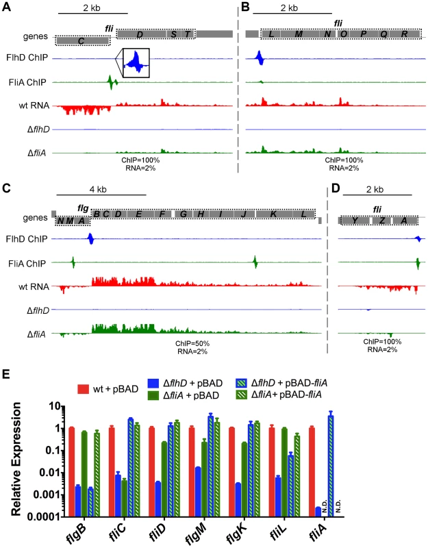FlhDC and FliA binding and regulation at dual regulated targets.