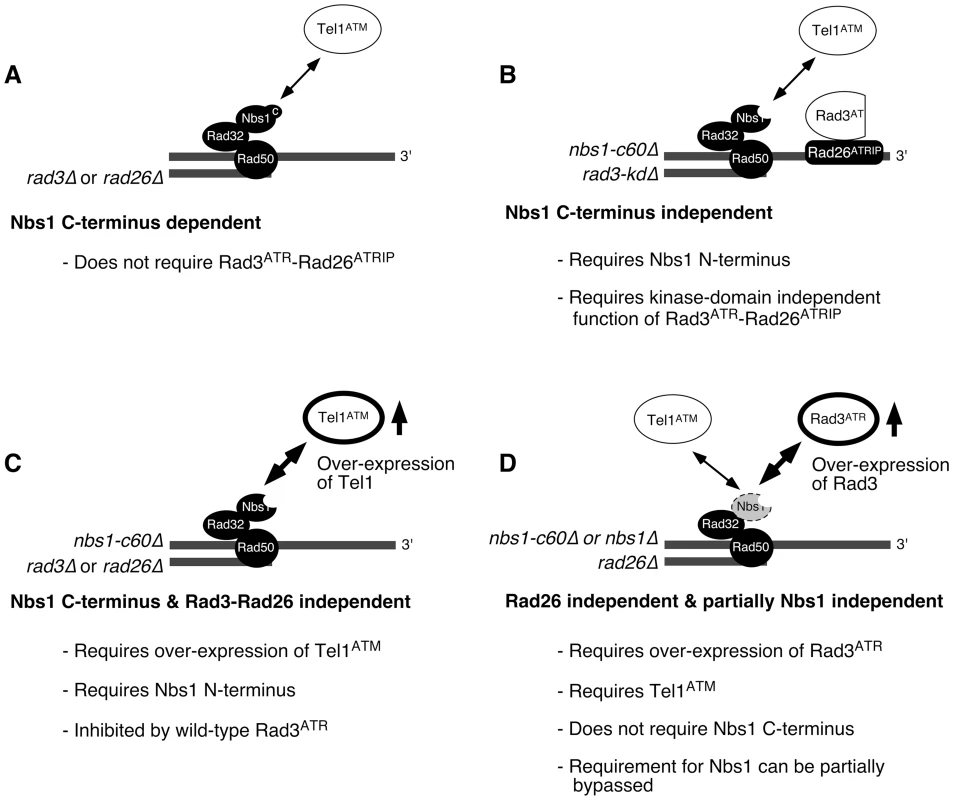 Summary of mechanisms controlling the recruitment of Rad3<sup>ATR</sup>-Rad26<sup>ATRIP</sup> and Tel1<sup>ATM</sup> to telomeres in fission yeast.
