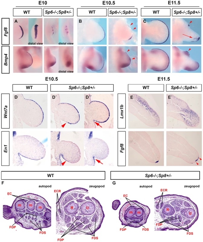 Molecular and morphological analysis of <i>Sp6−/−;Sp8+/−</i> mutant limb buds.