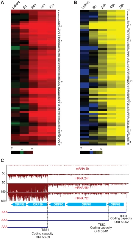 Lytic reactivation is subject to a transcriptional timer.