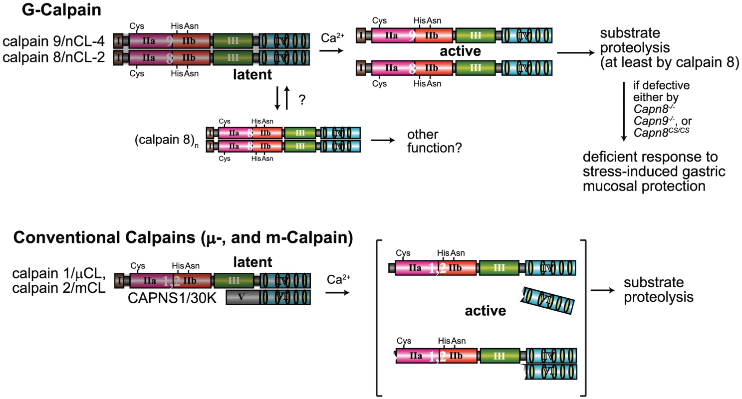 Hypothetical scheme for calpain activation in the stomach pit cells.