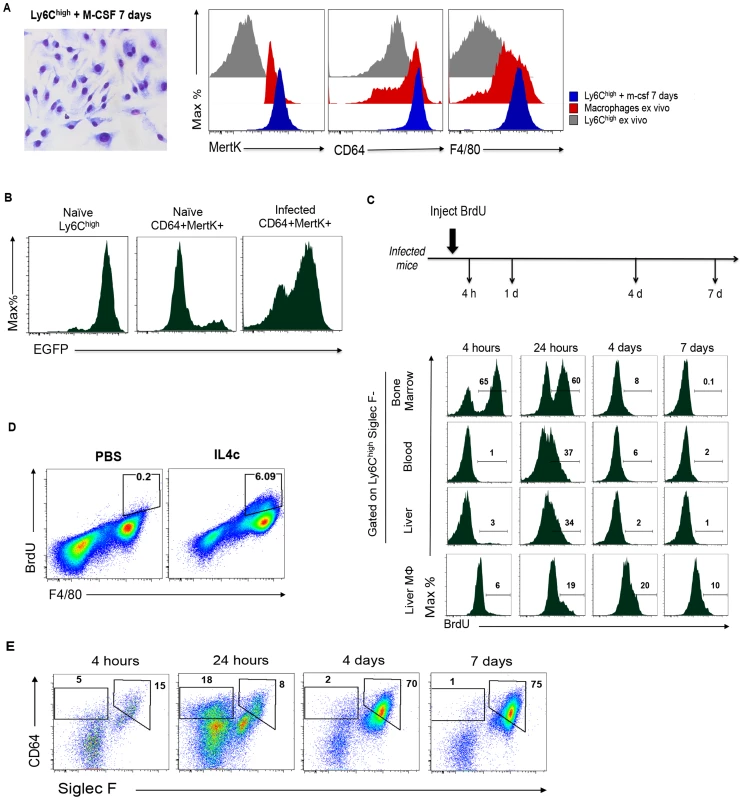 Monocytes give rise to macrophages within the liver during infection.