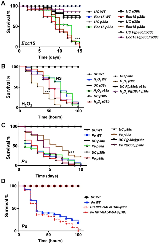 <i>p38c</i> flies were more resistance to <i>P. entomophila</i> infection.