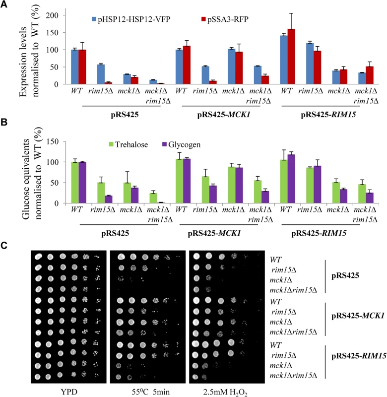Relative expression levels of pHSP12-HSP12-VFP and pSSA3-RFP (A), relative levels of storage carbohydrates (B) and stress resistance (C) displayed by WT, <i>rim15∆</i>, <i>mck1∆</i> and <i>rim15∆mck1∆</i> cells overexpressing <i>MCK1</i> or <i>RIM15</i>.