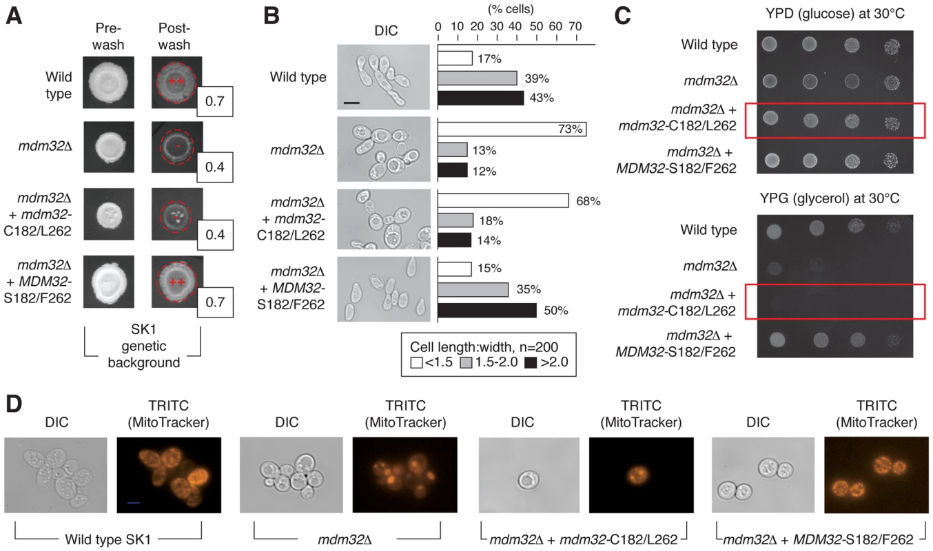 Phenotypic consequences of variation in Mdm32p residues 182 and 262.