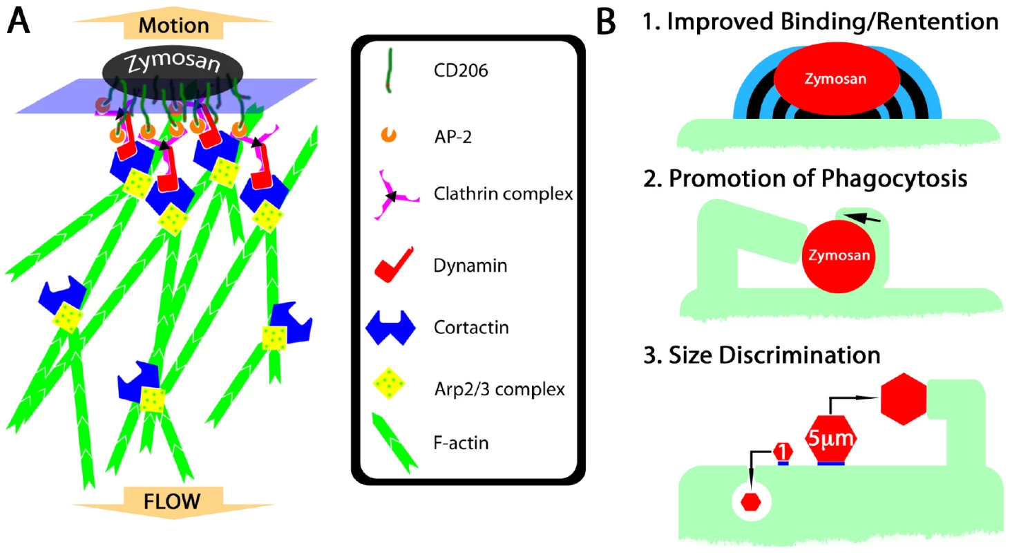 Hypothetical mechanism of fungipod formation and functional roles of fungipods.