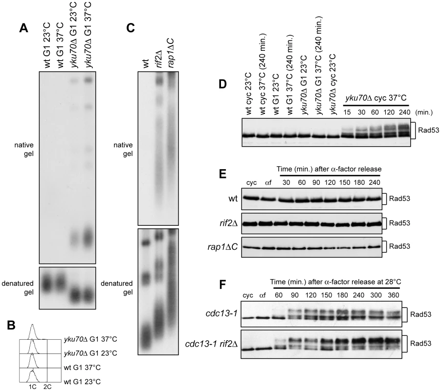 Analysis of single-stranded overhangs at native telomeres.