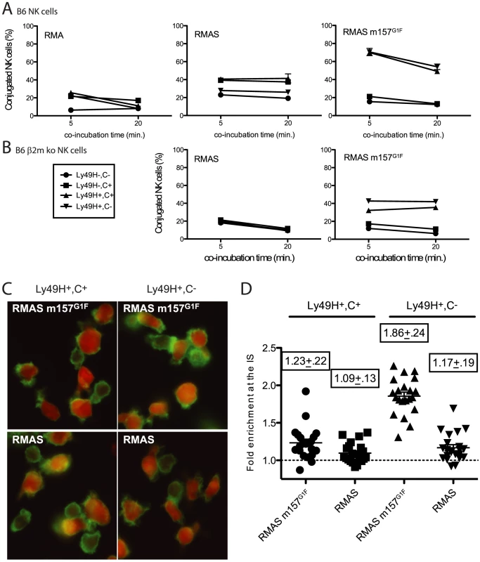 m157<sup>G1F</sup> hampers NK cell-target conjugate formation and cytoskeleton polymerisation.