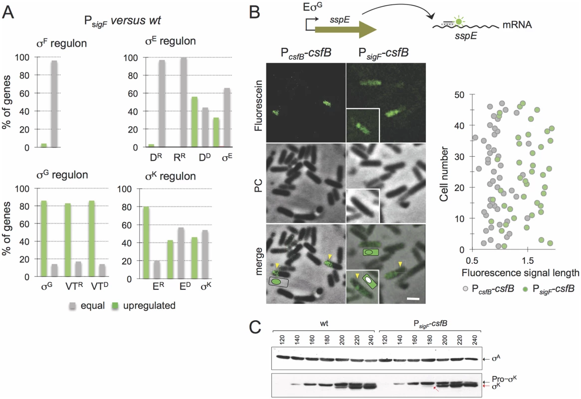 Role of CsfB in the mother cell.