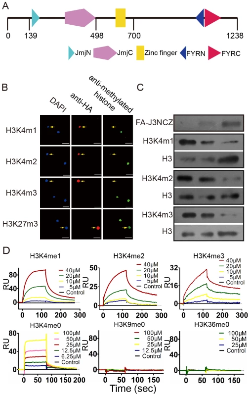 JMJ703 is a histone H3K4 demethylase.