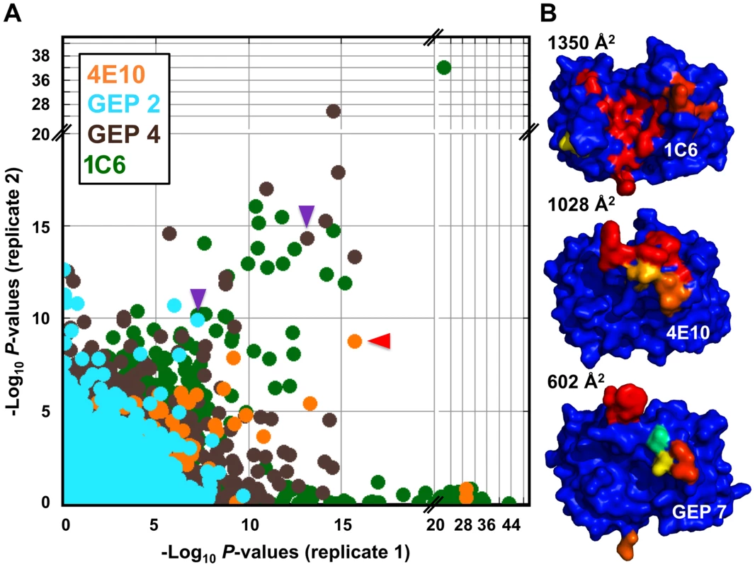 Peptidome binding results.