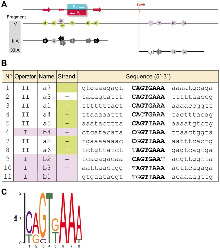 Identification of a conserved motif constituting (part of) the Rco<sub>LS20</sub> binding site.
