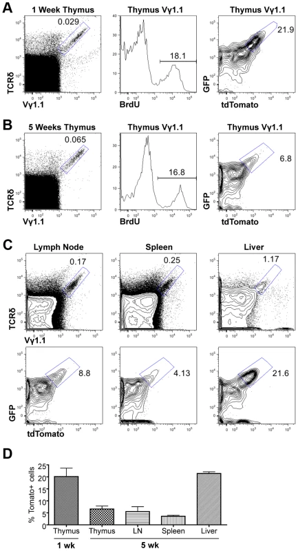 Assessing proliferation frequency and history of Vγ1.1 T cells.