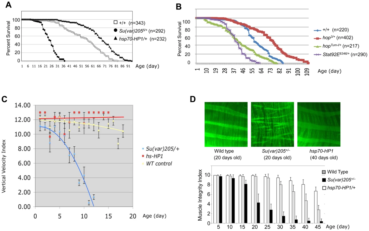 Heterochromatin levels are important for longevity and muscle integrity.